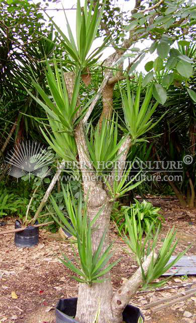 Yucca elephantipes (Bonsai)